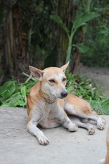 Homeless dog sitting on the roadside, Abandoned dog peacefully waiting for food, stray dog starving at the park