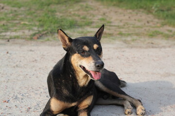 Homeless dog sitting on the roadside, Abandoned dog peacefully waiting for food, stray dog starving at the park