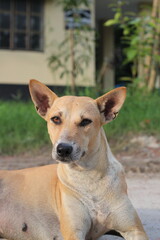 An attractive homeless dog sitting, An abandoned dog staying in the park, Stray dog starving at roadside