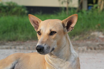 An attractive homeless dog sitting, An abandoned dog staying in the park, Stray dog starving at...