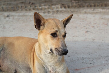 An attractive homeless dog sitting, An abandoned dog staying in the park, Stray dog starving at roadside