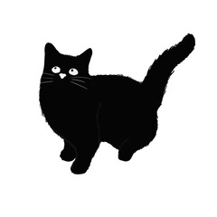 Black cat