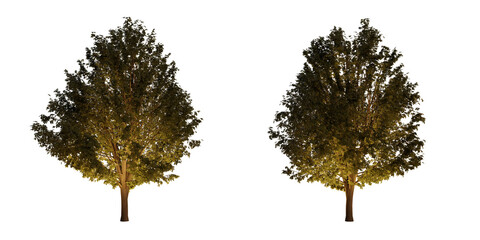 isolated, cutout, hires ulmus minor tree night scene with uplight in transparent background, best...