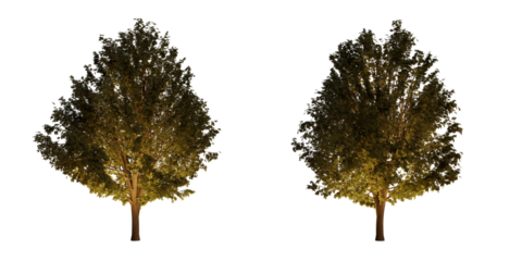 isolated, cutout, hires ulmus minor tree night scene with uplight in transparent background, best for parking landscape design, best for night render visualisation, post production and compositing.