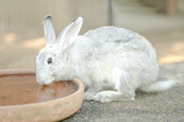 A cute white rabbit drink water. Lovely bunny easter fluffy baby rabbit