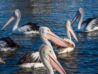 pelicans swimming