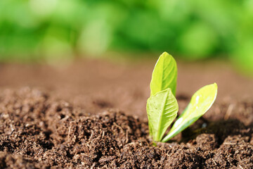 Tree growing with hand, eco earth day, save world, save earth, go green