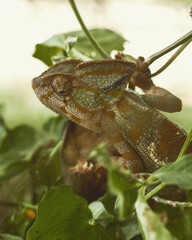 Chameleon on a tree