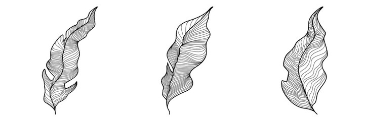 Exotic leaves. Outline drawing of long and wide leaves with veins. Vectors set.