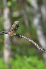 A Hermit Thrush (Catharus guttatus) looks for a mate in Alaska's boreal forest.