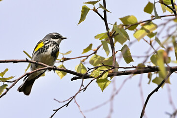 Fototapeta premium A Yellow-rumped Warbler (Setophaga coronata) looks for a mate in Alaska's boreal forest.