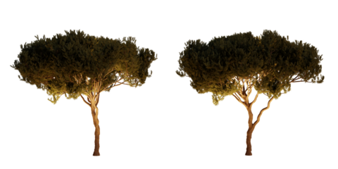 isolated, cutout, hires pinus pinaster tree night scene with uplight in transparent background, best for parking landscape design, best for night render visualisation, post production and compositing.