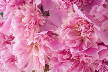 Beautiful pink peony flowers. Bouquet of pink peony background. Floral, nature background.