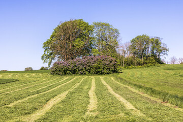 Mowed grass for silage on a field