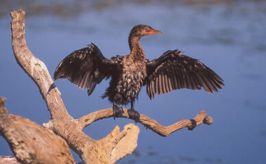 Reed Cormorant Drying WIngs
