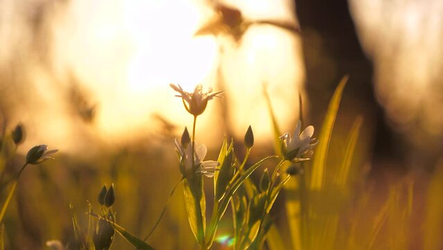 First flowers. spring came. Spring grass sunset. spring season. summer lawn. lawn flower. Forest glade young flowers. early spring concept. flowers concept. Beautiful landscape Green grass forest