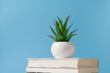 pot of green succulent plant with book on blue background