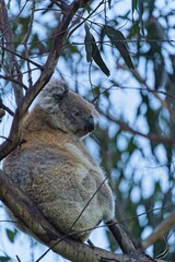 koala bear climbing a tree
