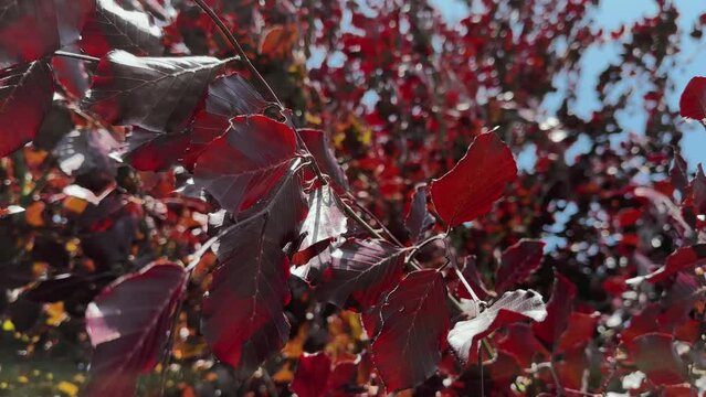 Beautiful red coloured leaves shimmering on a bright sun light and moving with the wind in canopy of the copper beech tree
