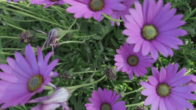 Beautiful flowers of a purple daisies moving on a summer breeze