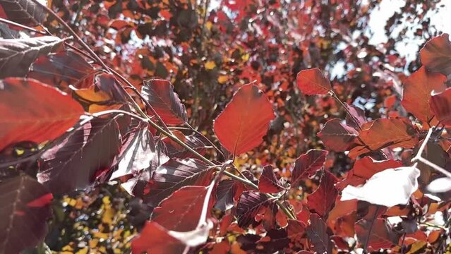 Slow motion movement of the branches and leaves of a copper beech tree on a bright sun