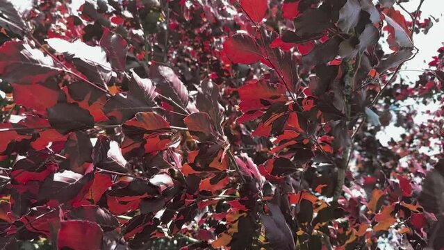 Slow-motion movements of red leaves in a canopy of a copper beech tree