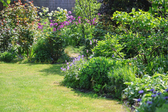 Beautiful perennial border in an english cottage country garden in summer in full sunshine, a gardeners delight.