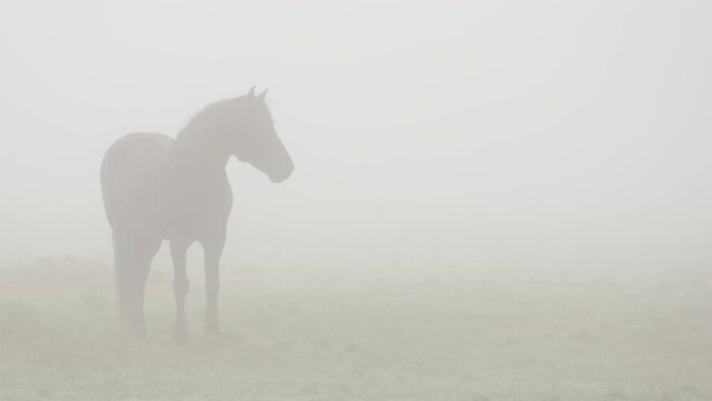 Silhouette of two horses on foggy morning in paddock on horse farm, static