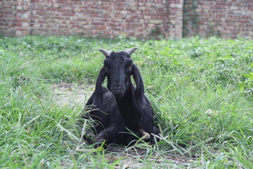 Sheep grazing in the meadow, Goat farming for milk and meat production, Sheep grazing green natural grass