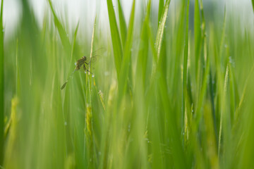 Photo of a dragonfly perched on a rice tree.