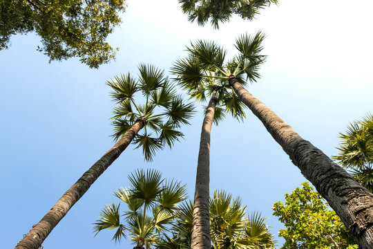 Group of tall sugar palm tree, tilted angle shot