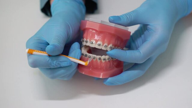 The dentist cleans his teeth with a toothbrush. Typodont, model of an artificial jaw. Dentistry dental clinic. Health care.
