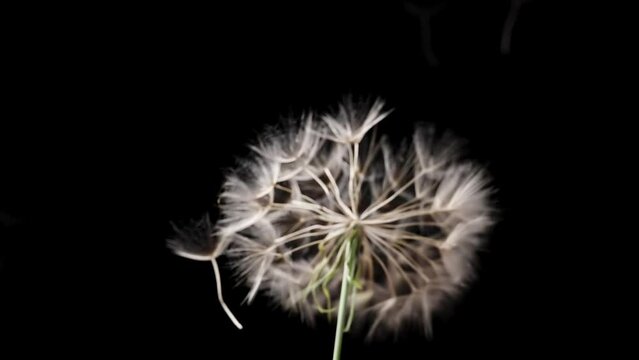 The airborne seeds of the Tragopogon dandelion scatter and disperse in slow motion, against a black background.