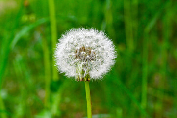 dandelion flower with seeds ready to go with the wind