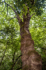 giant tree in forest