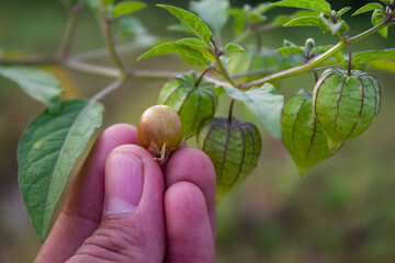 Photo of hand holding Physalis fruit.