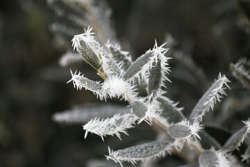 frozen plant
