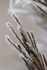 frozen plant