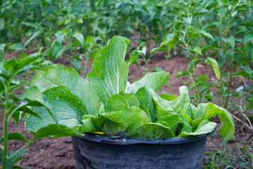 Harvest mustard greens and put in a bucket.