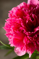 peonies in a vase still life