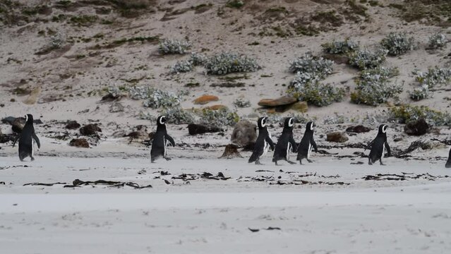 Magellanic Penguins on the beach in Falkland Island 