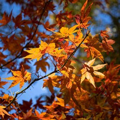 autumn leaves in the sun
