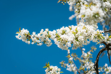 Close-up of flowering trees in spring