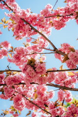 Close-up of flowering trees in spring
