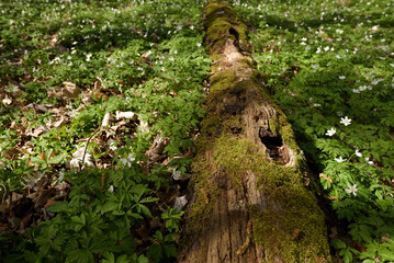 EARLY SPRING IN THE PARK - Trees, plants and a mossy old log in rays of the sun