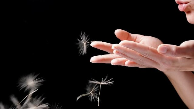 The woman blows the seeds of dandelion and Tragopogon off her palm in slow motion against a black background.