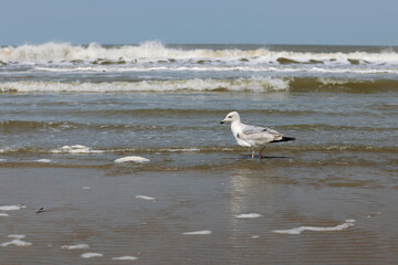 A wet seagull walks along the edge of the coastline against background of surf, waves and sea foam