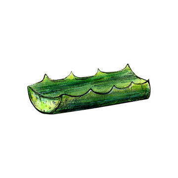 green aloe vera leaf watercolor clip art preview