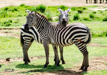 Fototapeta na wymiar lake nakuru national park zebra
