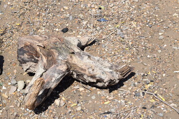 Driftwood on the Beach